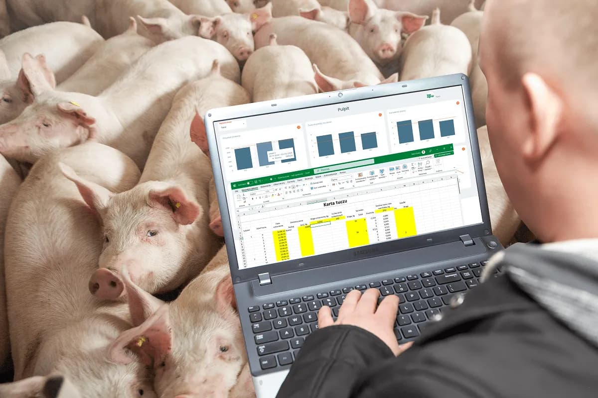 Ile trwa tucz świń? Poznaj kluczowe czynniki wpływające na czas tuczu